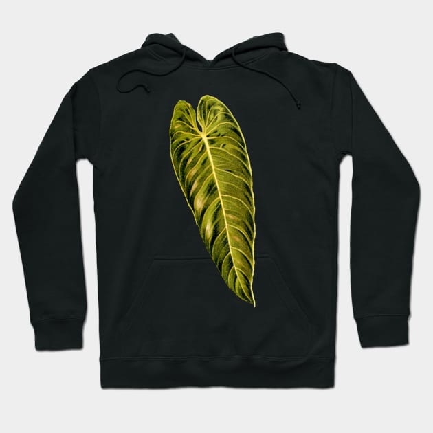 Philodendron melanochrysum leaf botanical illustration Hoodie by chimakingthings